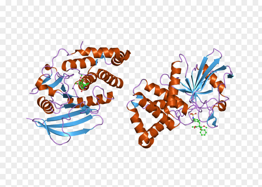 Art Museum PTPRB Protein Phosphatase PNG