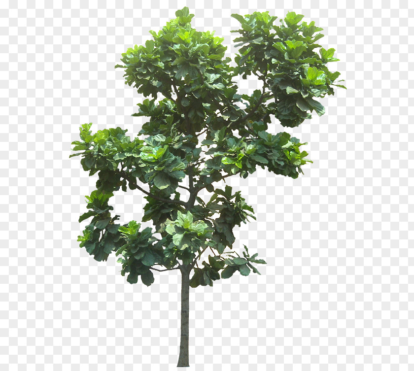 Banana Leaves Fiddle-leaf Fig Common Weeping Tree PNG