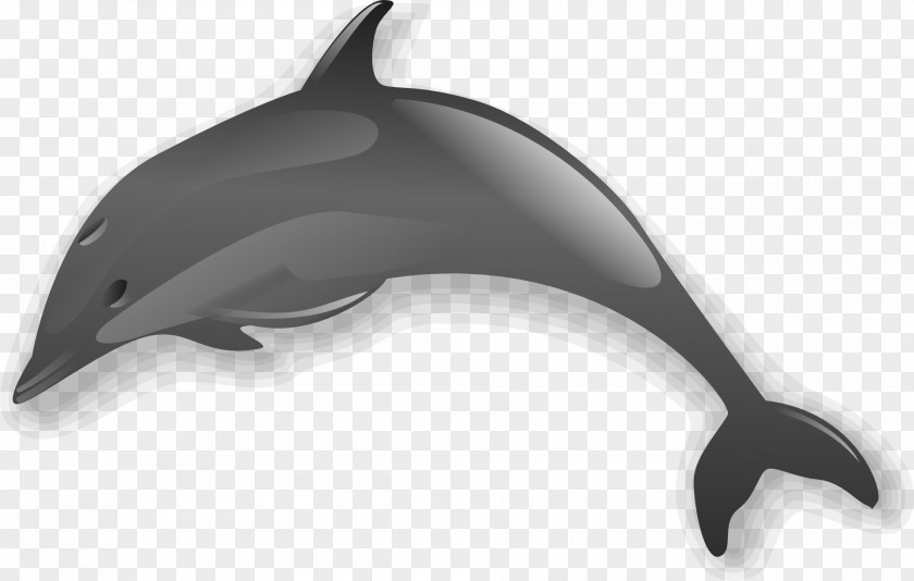 Dolphin Bottlenose Clip Art PNG