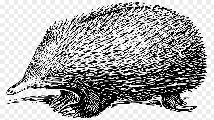 Echidna Anteater Platypus Drawing PNG