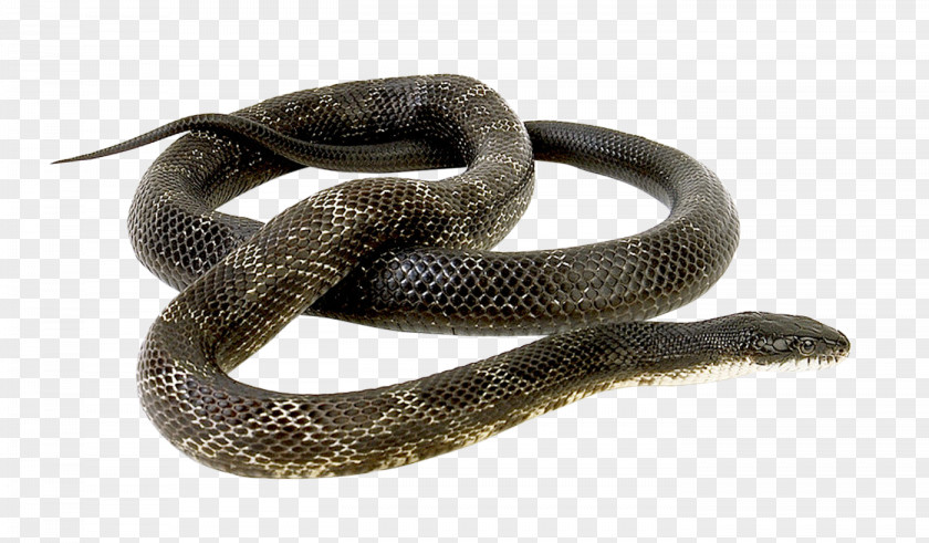 Snake Rattlesnake PNG