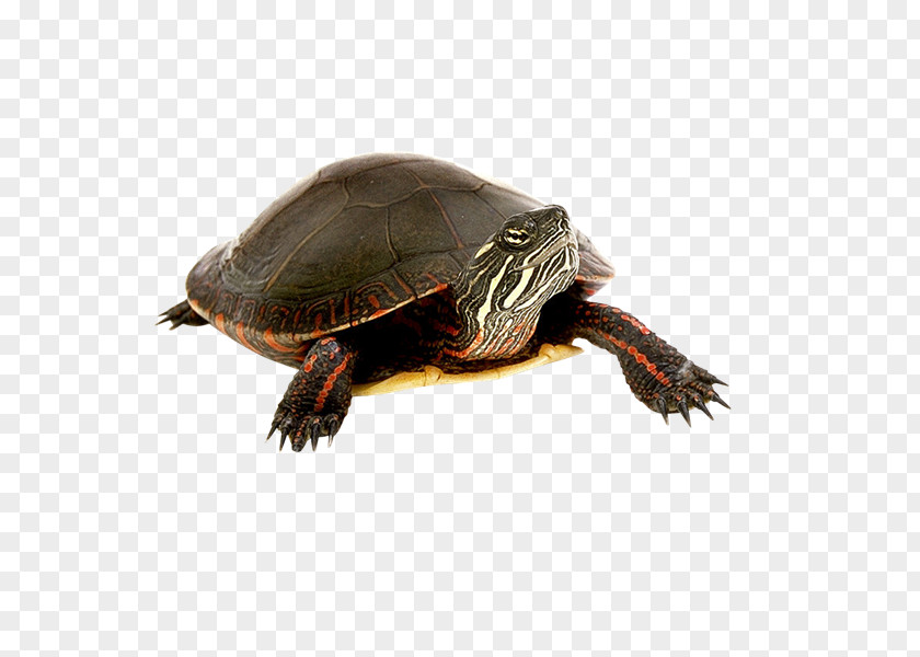Tortuga Turtle Tortoise Clip Art PNG