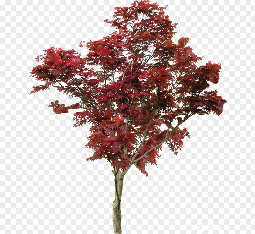 Tree Maple Shrub Macrophanerophytes Plant PNG