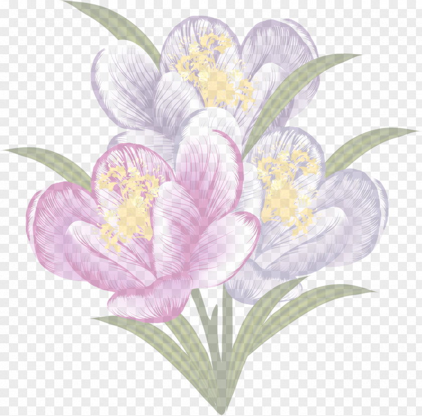 Crocus Flower Floral Design Clip Art PNG