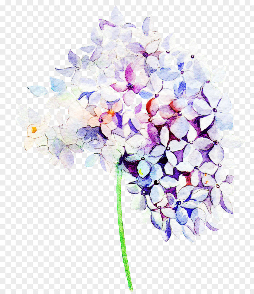 Lavender PNG