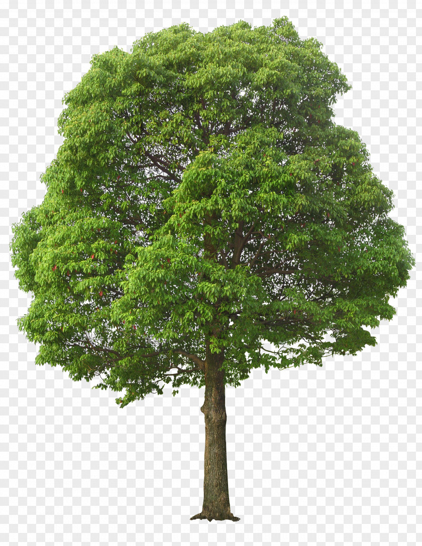 Lush Tree Clip Art PNG