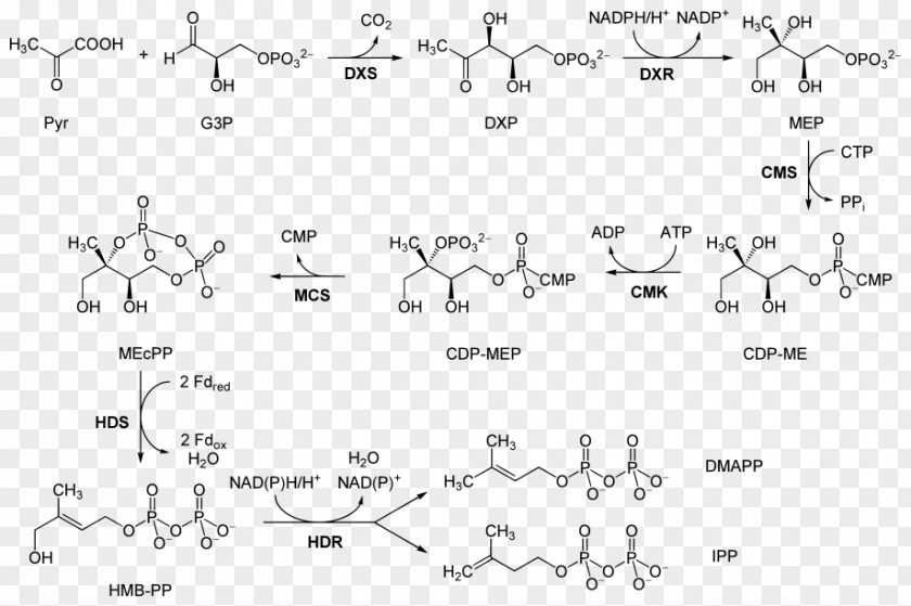 Pathway Non-mevalonate Metabolic Isopentenyl Pyrophosphate 1-Deoxy-D-xylulose 5-phosphate PNG