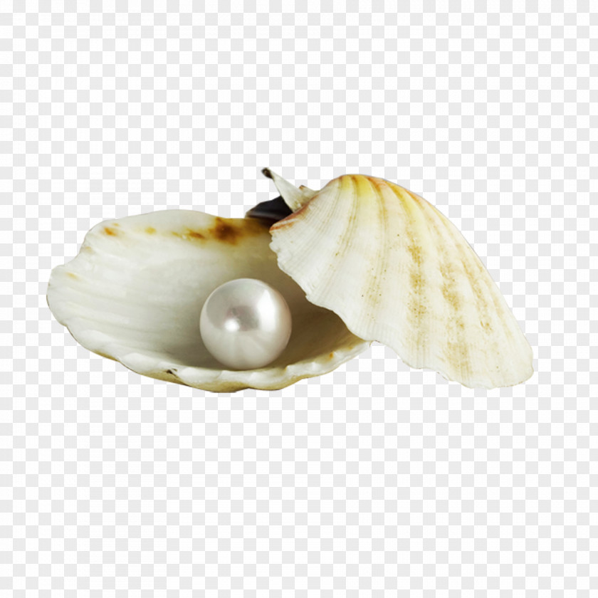 Pearl Shell Oyster Seashell Nacre Gemstone PNG