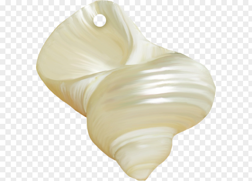 Seashell Shankha Oyster Pearl PNG