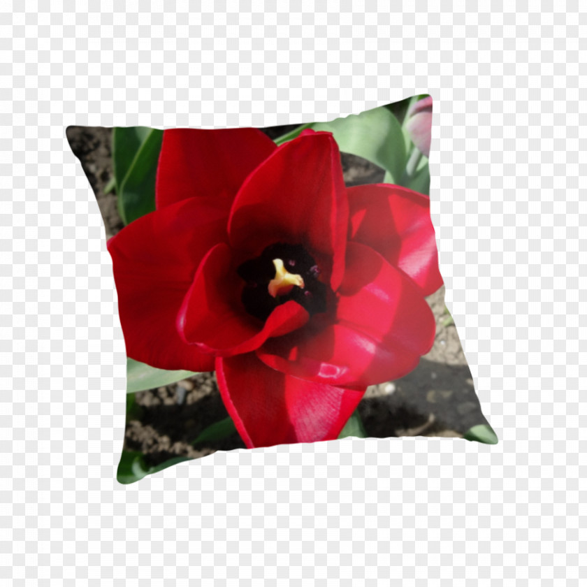 Tulip Material Throw Pillows Flowering Plant Cushion PNG