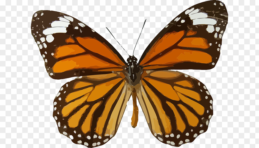 Butterfly Monarch Viceroy Animal Migration Clip Art PNG