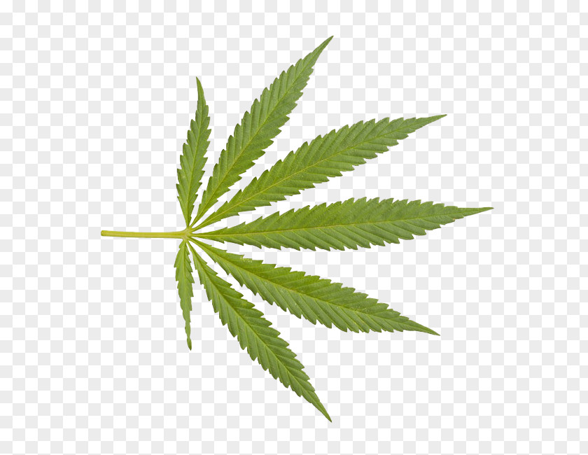 Cannabis Sativa Drug Clip Art PNG