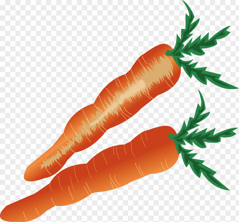 Carrot Vector Baby PNG