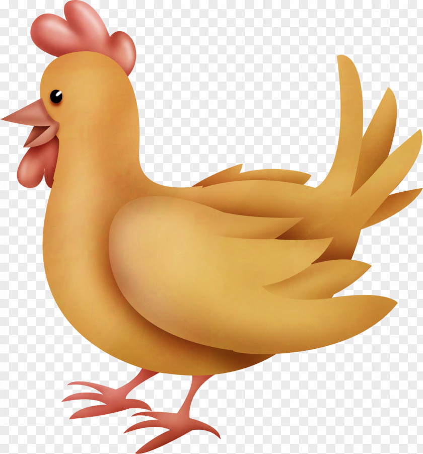 Chicken Bird Galliformes PNG