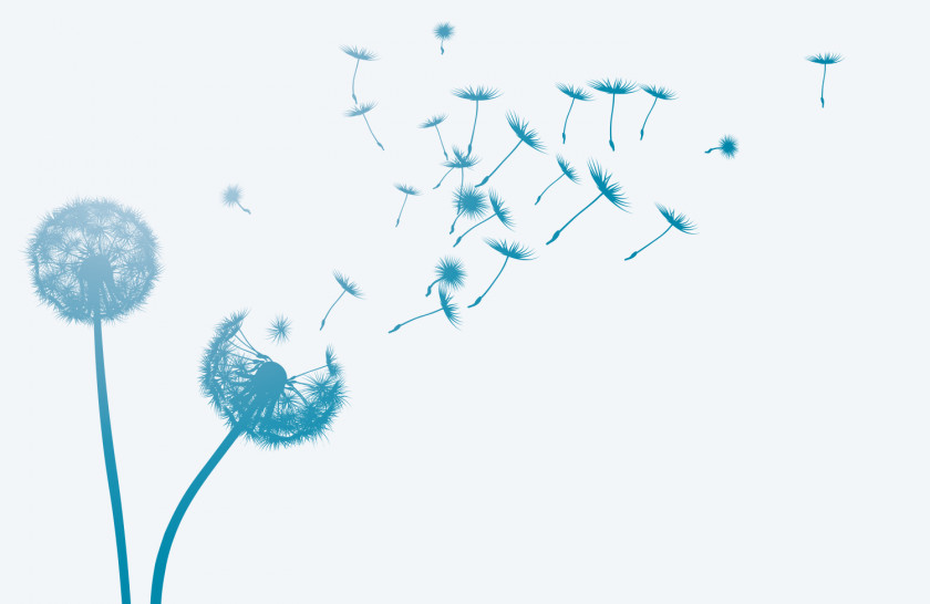 Dandelion Common Wind Seed PNG