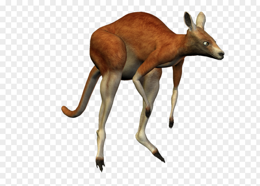 Kangaroo Deer Macropodidae Koala Antelope PNG