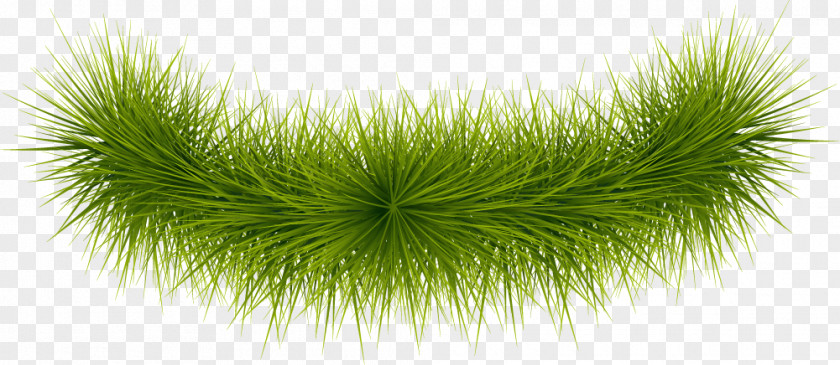 Simple Green Grass Google Images Gratis PNG