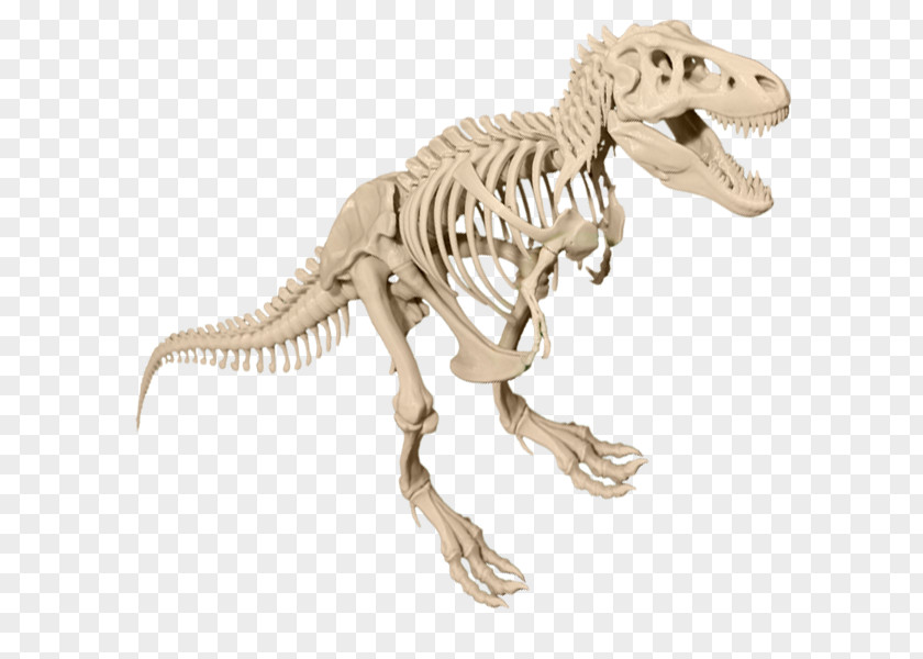 T Rex Tyrannosaurus Velociraptor Dinosaur Skeleton Aucasaurus PNG