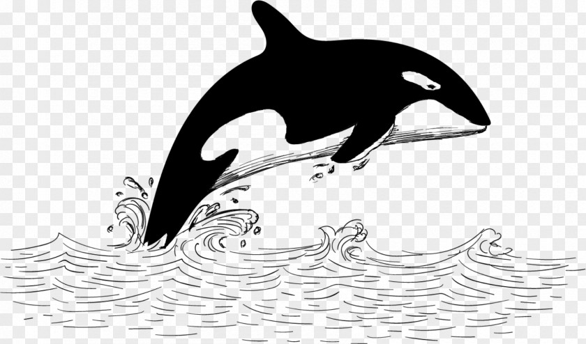A White Whale Tucuxi Baleen Killer PNG