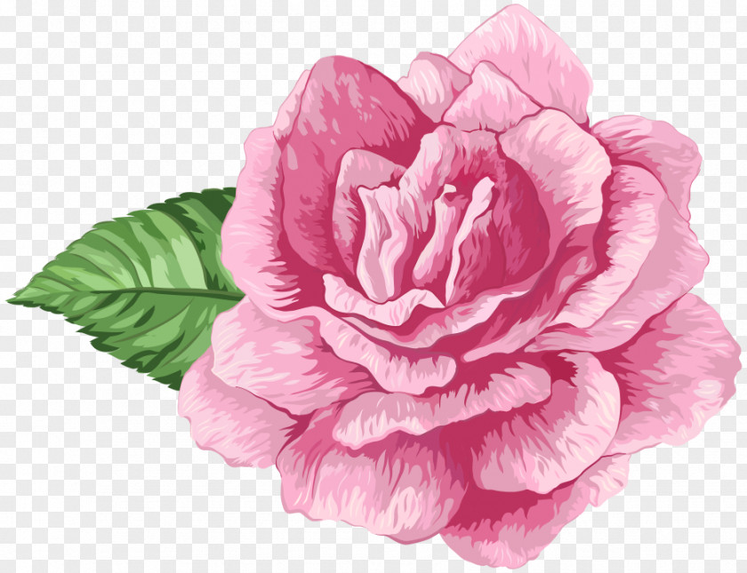 Flores Cor De Rosa Cabbage Rose Garden Roses Clip Art PNG