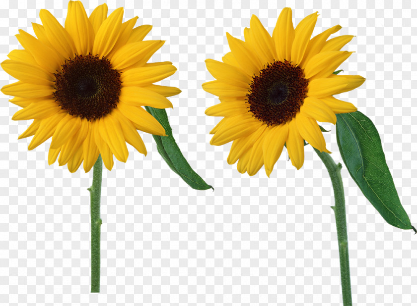 Sunflower Oil Clip Art Common Image PNG