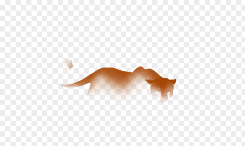 Cat Dog Desktop Wallpaper PNG