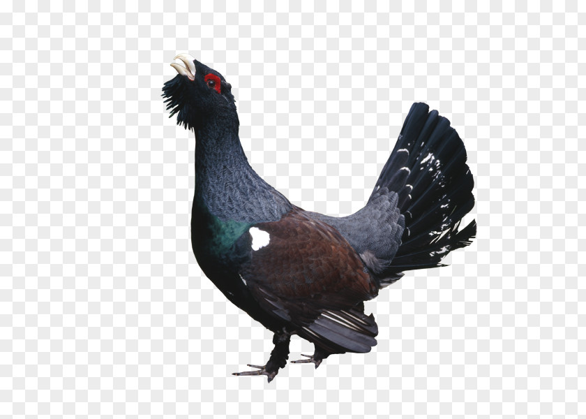 Chicken Western Capercaillie Grouse Poultry Bird PNG