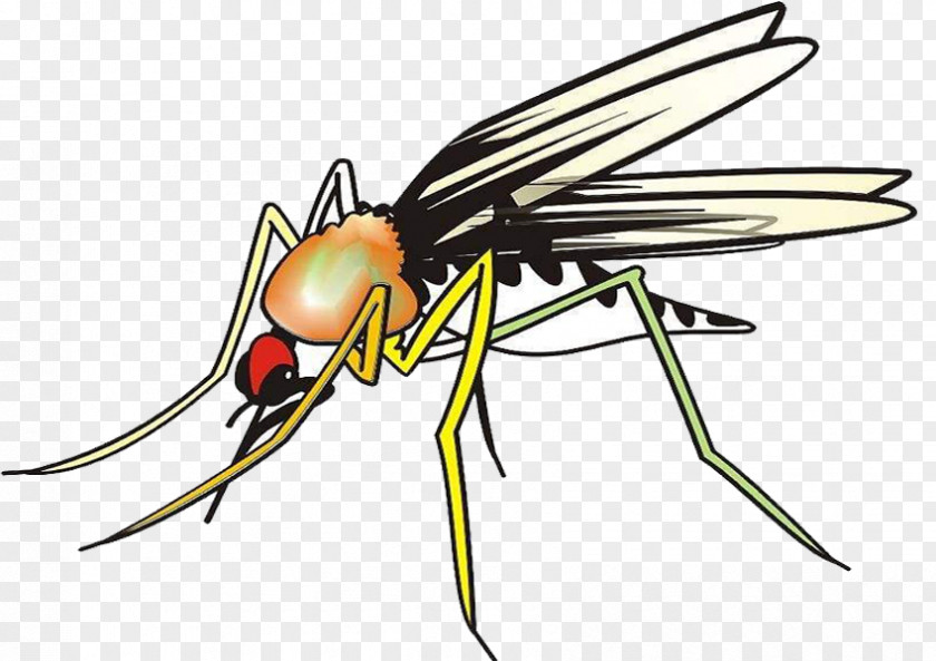 Mosquito Brief Aedes Insect Marsh Mosquitoes Hematophagy PNG