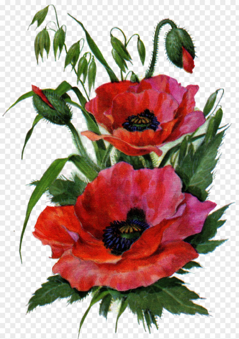 Poppy Flower Garden Roses Drawing Floral Design PNG