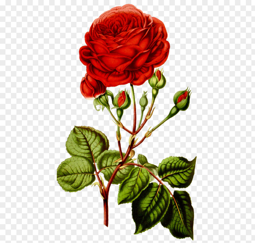 Rose Flower Paper PNG