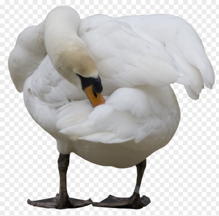 Duck Cygnini Goose PNG