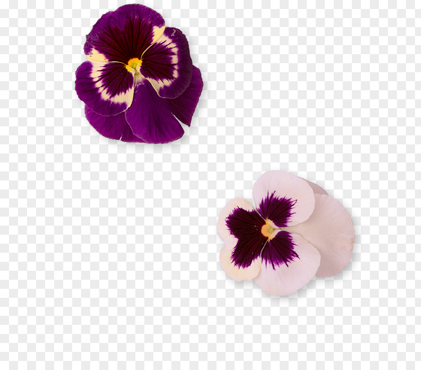 Fallings Angels Pansy Violet Petal PNG