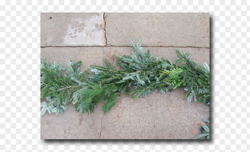 Fraser Fir Leaf Evergreen Tree Herb PNG