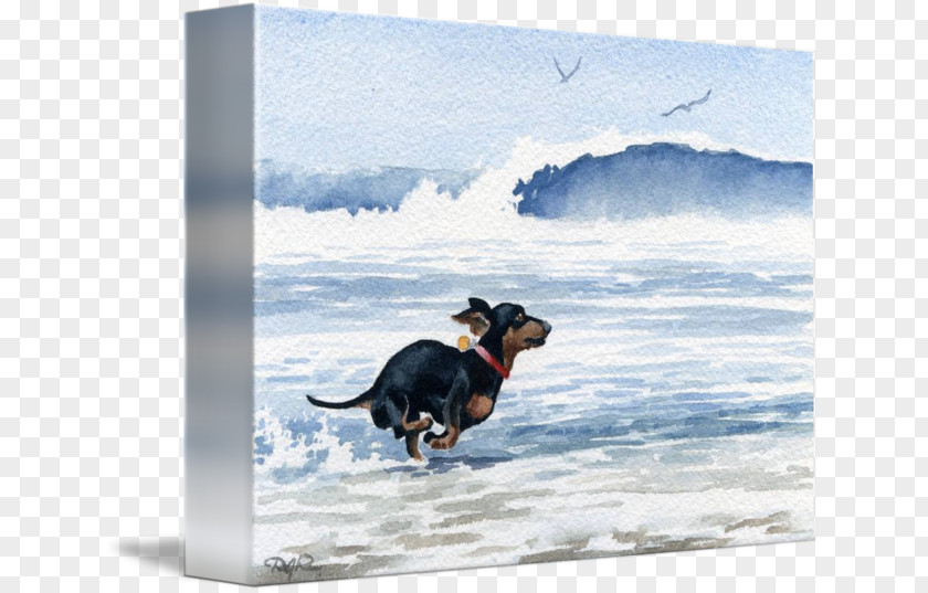 Painting Dachshund Dog Breed Watercolor Art PNG
