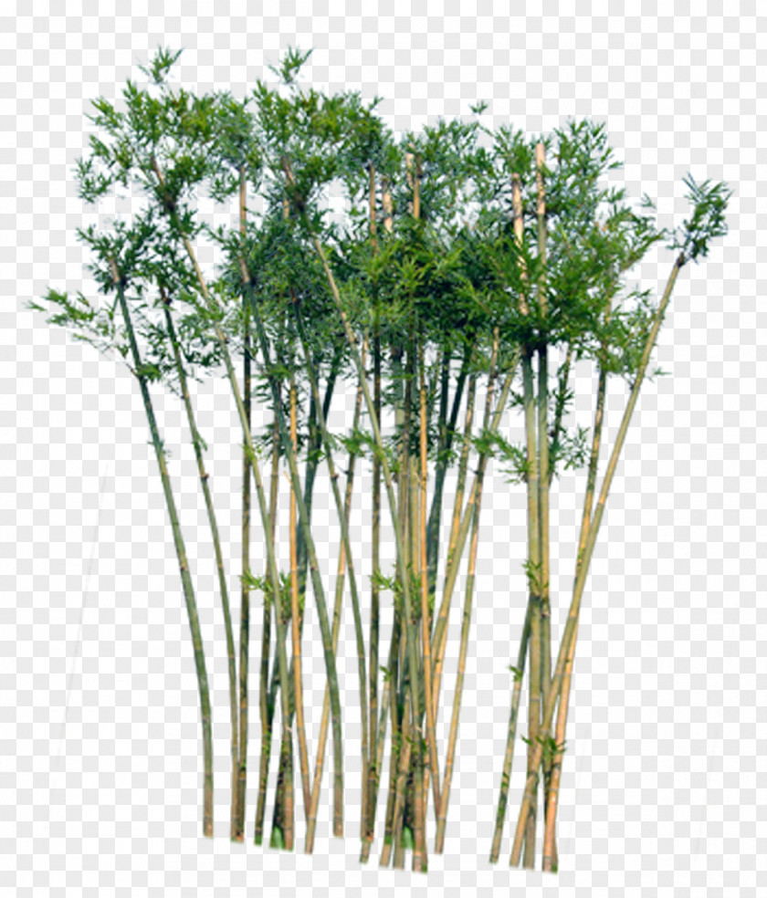 Bamboo Houseplant Lucky Tree PNG