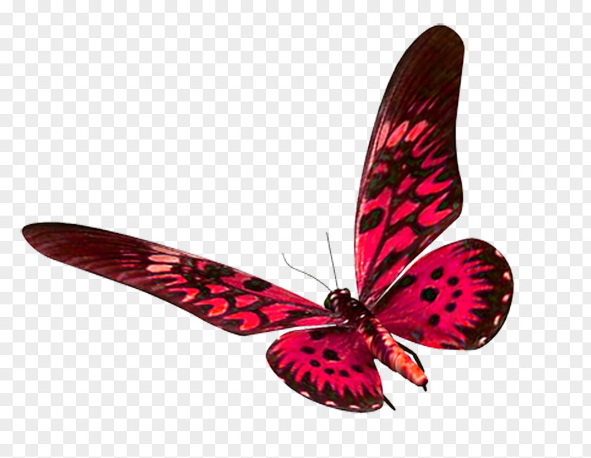 Colorful Butterfly Moth Clip Art PNG