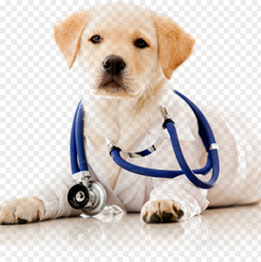 Dog Veterinarian Veterinary Surgery Clinique Vétérinaire PNG