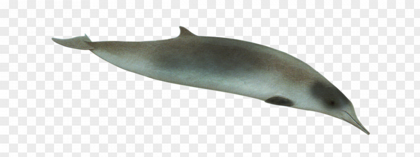Dolphin Tucuxi Common Bottlenose Porpoise Northern Whale PNG