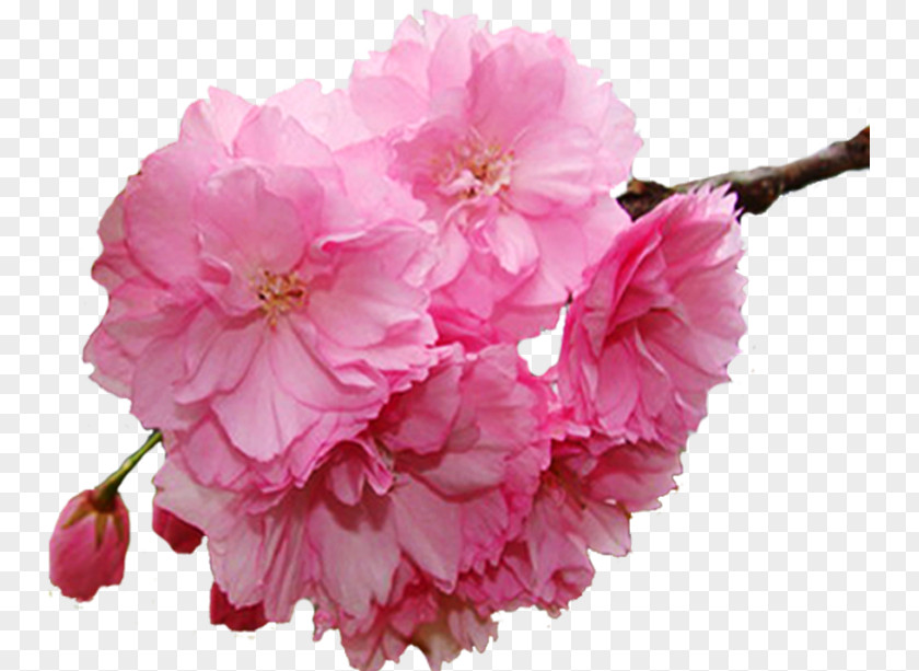 Flower Spring Branch PNG