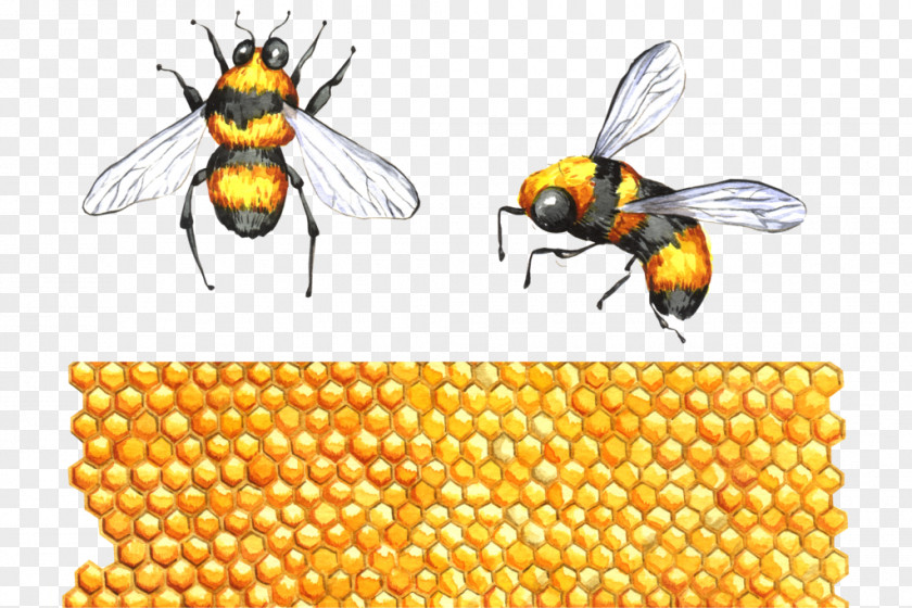 Honeybee Honey Bee Hornet Bumblebee The Interpretation Of Dreams By Duke Zhou Apitoxin PNG