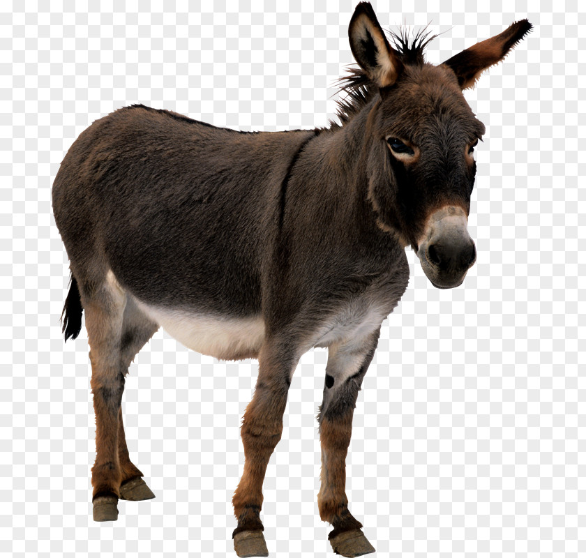 Burro Donkey Animation PNG