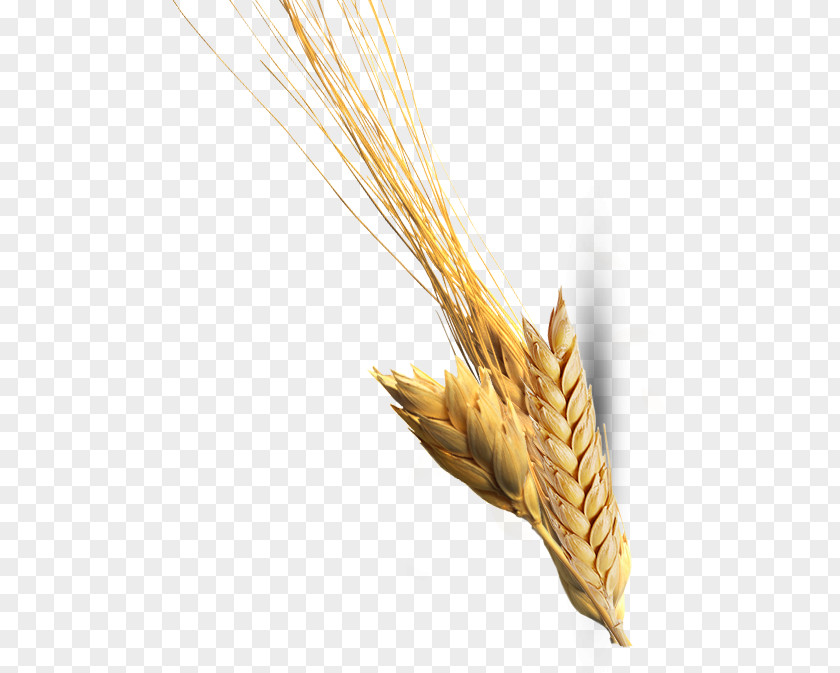 Ear Emmer Durum Einkorn Wheat Spelt Cereal PNG