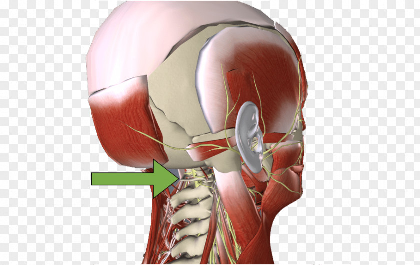 Isuzu Concessionaria Fattori Muscle Cervical Vertebrae Neurology L'Altra Riabilitazione Shoulder PNG