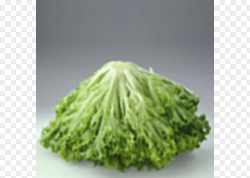 Lettuce Retail Restaurant Paulmar Hydroponics PNG