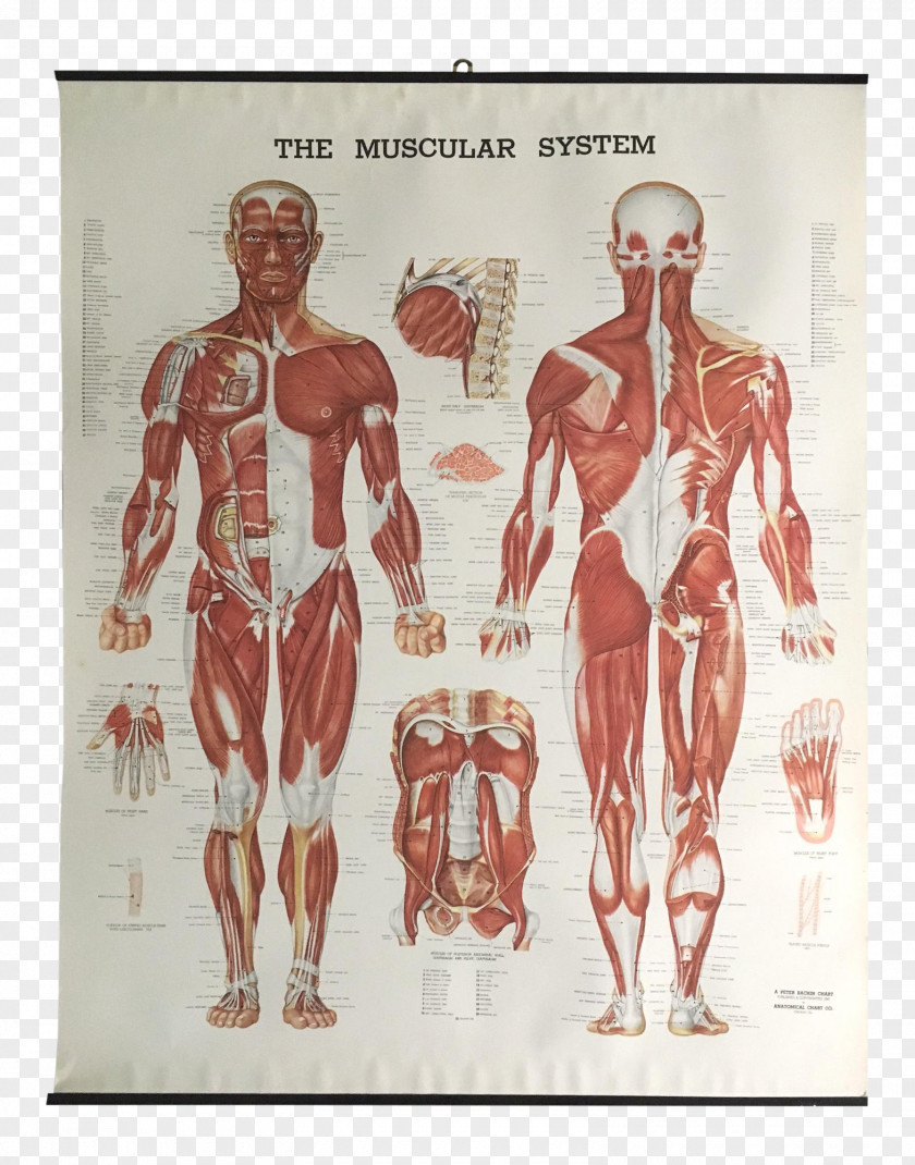 The Muscular System Anatomical Chart Muscle Anatomy Human Body PNG