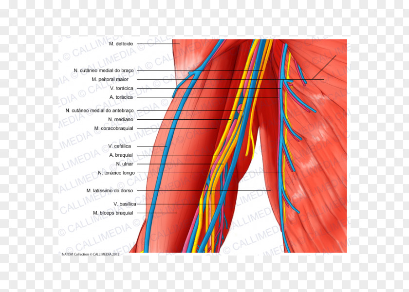 Arm Blood Vessel Nerve Human Body Muscle PNG