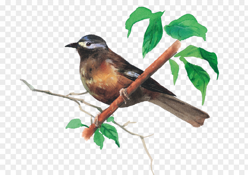 Birds Bird Illustration PNG