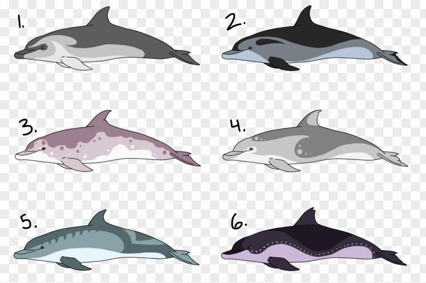 Dolphin Porpoise Rough-toothed Common Bottlenose White-beaked Spinner PNG