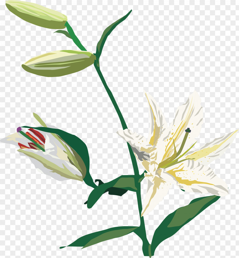 Flower Cut Flowers Lilium Plant Clip Art PNG