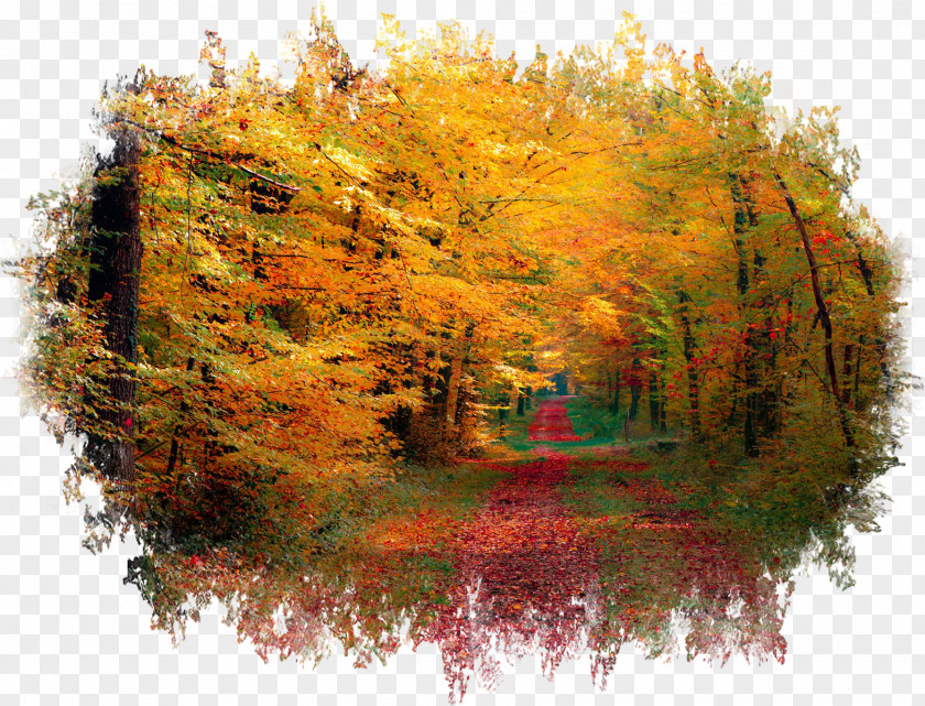 Forest Desktop Wallpaper Autumn Photography 1080p PNG
